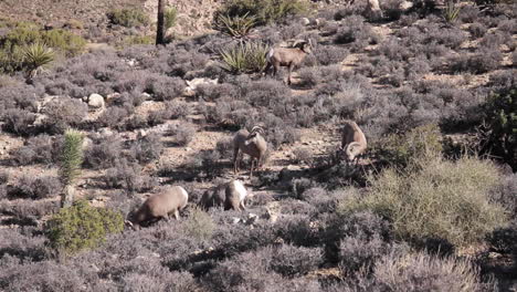 Ovejas-De-Cuerno-Grande-Pastando-Y-Vagando-En-El-Parque-Nacional-Joshua-Tree