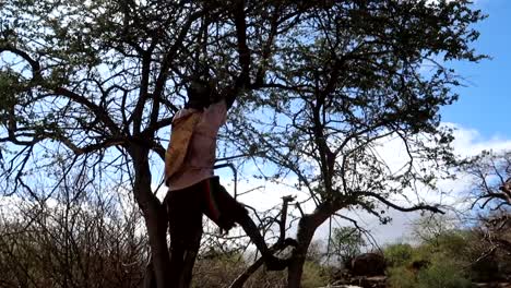 unrecognizable hadzabe tribe kid climb tree to catch his prey, tanzania