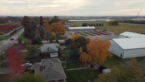 Vuelo-Aéreo-Sobre-Casas-Residenciales-Al-Lado-De-La-Carretera-Y-Filas-De-Plantas-Y-árboles-De-Otoño-En-La-Región-De-Niagara,-Ontario,-Canadá