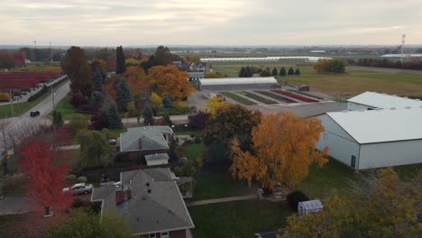 vuelo aéreo sobre casas residenciales al lado de la carretera y filas de plantas y árboles de otoño en la región de niagara, ontario, canadá