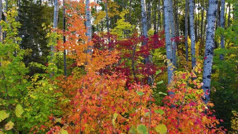 Disparo-Aéreo-De-Drones-Volando-A-Través-De-Los-árboles-De-Un-Bosque,-Pasando-Sobre-Coloridos-Y-Vibrantes-árboles-Otoñales-En-Un-Hermoso-Día-Soleado,-Canadá