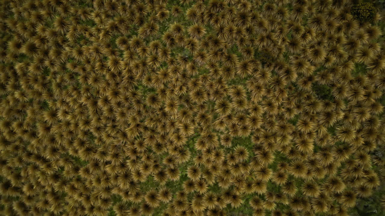 área protegida de matas rojas en southland cerca de mossburn