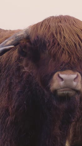 highland cattle