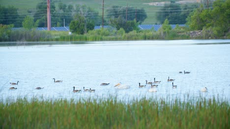 waterfowl float on walden ponds