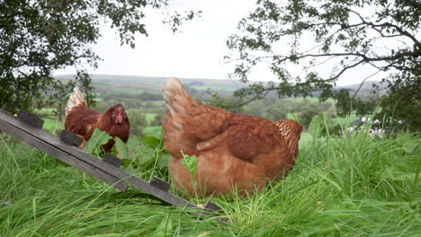 Free-range-hens-with-beautiful-countryside-background