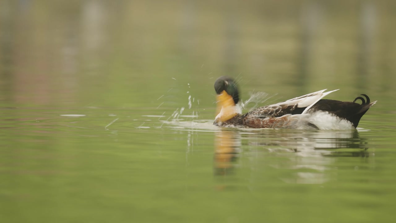 Close up of a duck in the water self-grooming