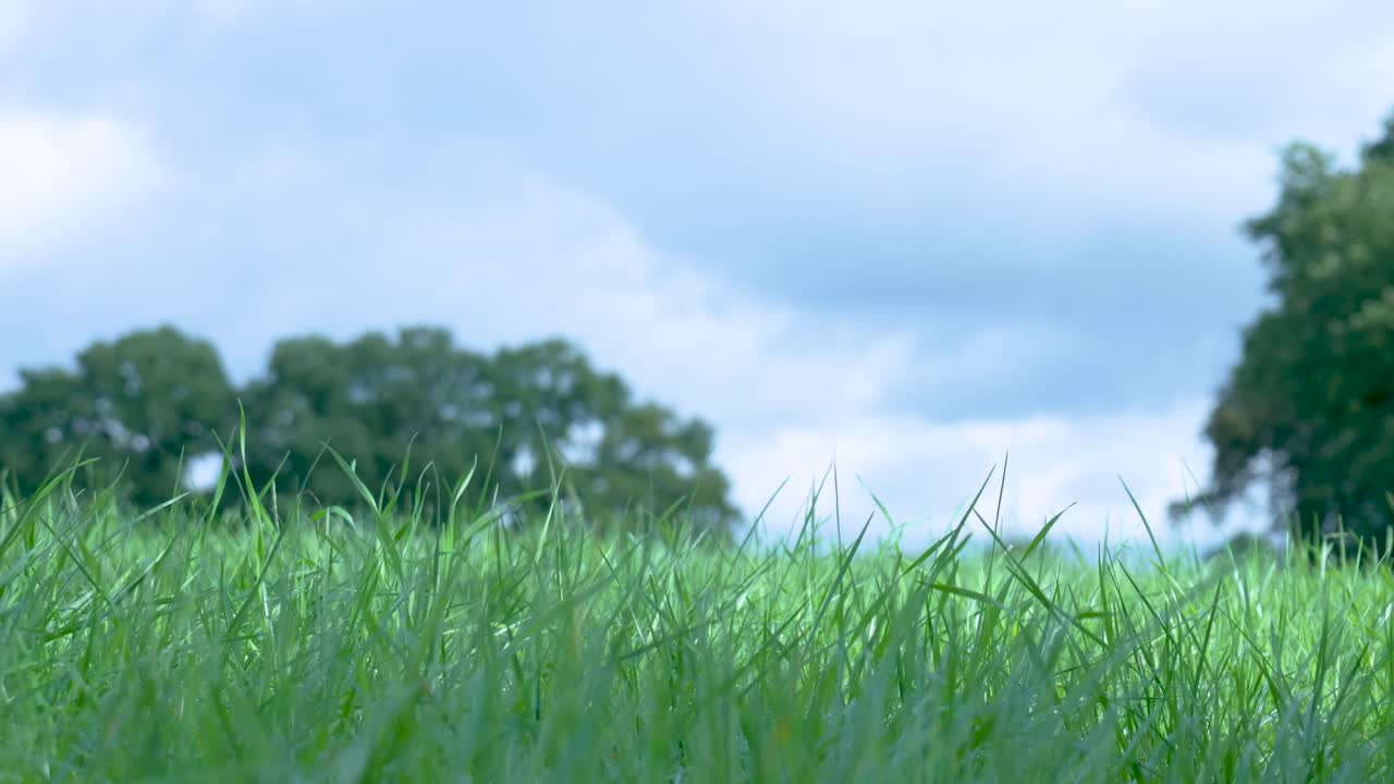 Green grass field with trees and blue sky
