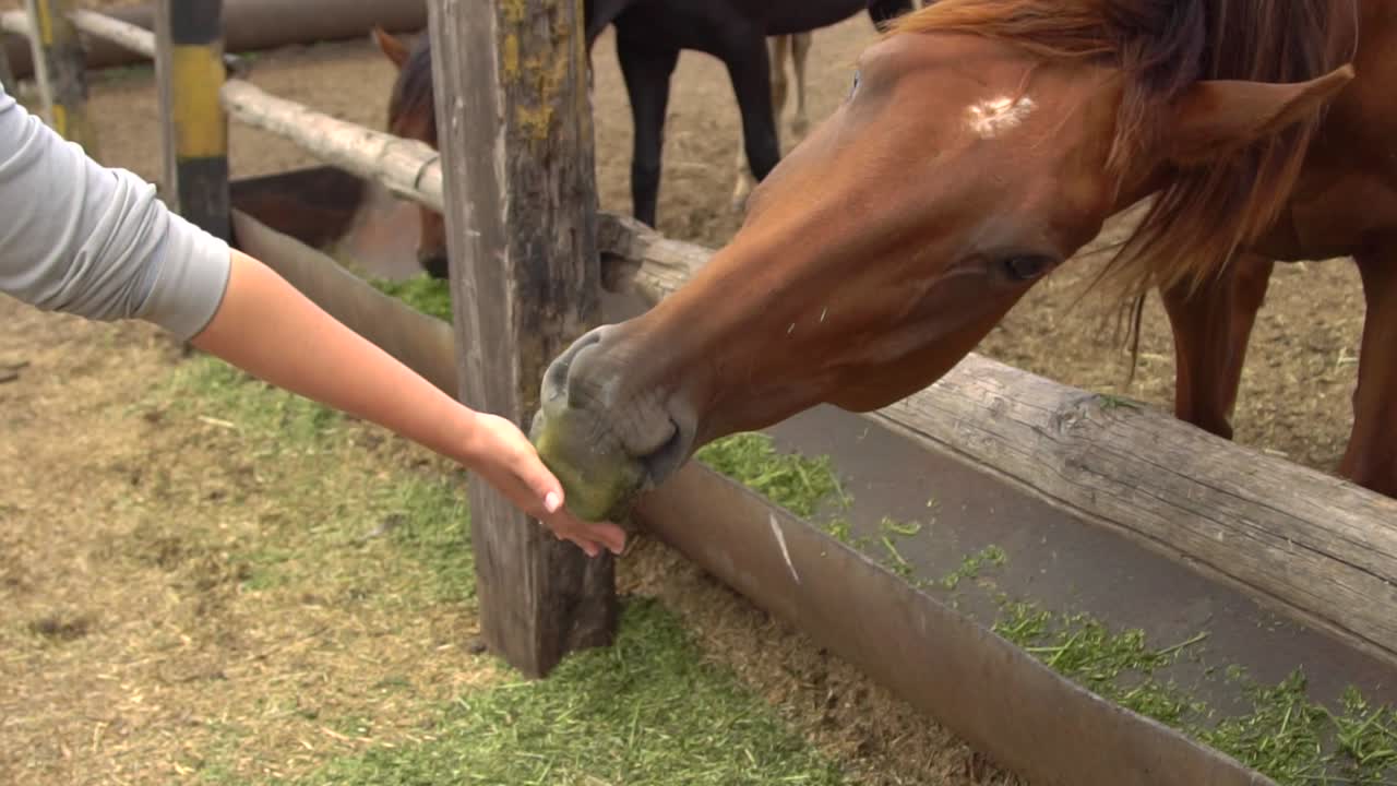 persona que da de comer a un caballo