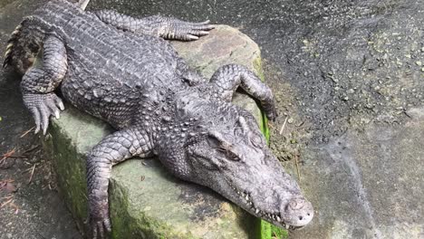 crocodile resting on a rock