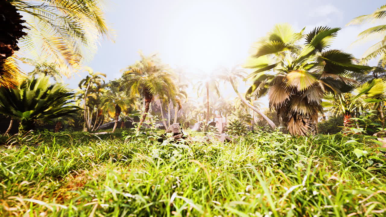 bosque tropical con plantas y árboles a la luz del sol