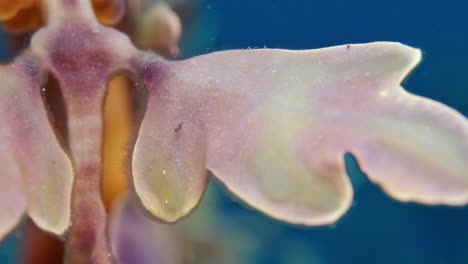 dragón de mar frondoso con huevos 4k cámara lenta sur de australia