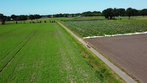 person cycling through dutch farmland