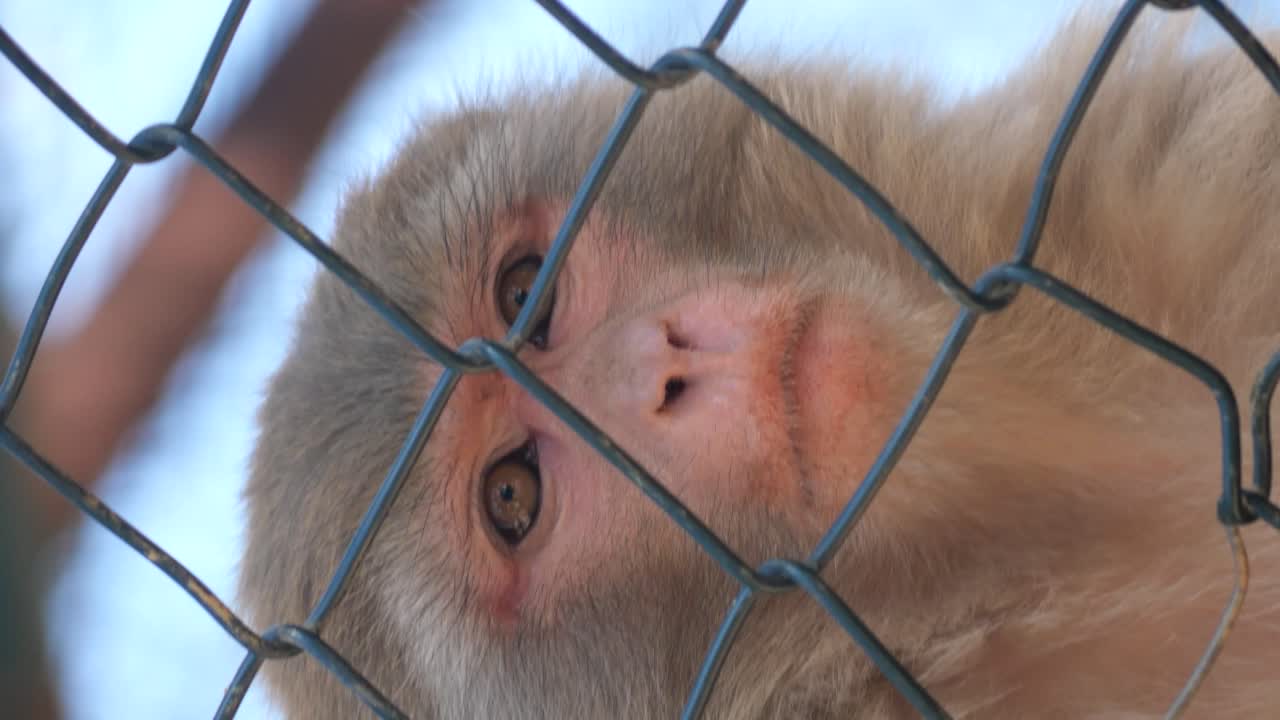 Monkey Behind a Wire Fence