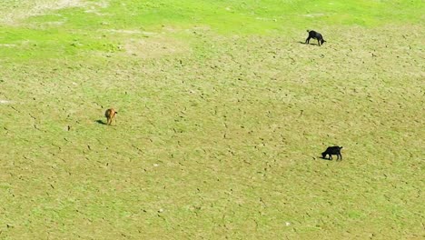 Herd-of-Black-Bengal-Goats-feeding-on-a-drought-grassland-with-negative-space-for-copy