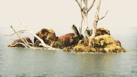 dead trees on the pacific ocean rocks in fog