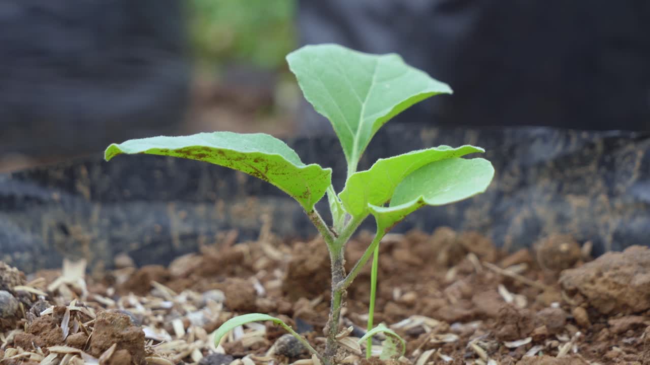 Young Eggplant Seedling in a Pot