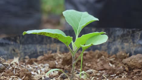 young eggplant seedling in a pot
