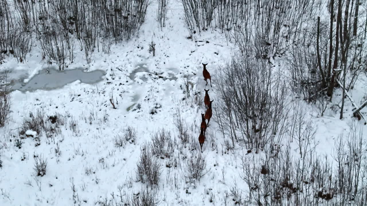 Vista aerea invernale di cervi che vagano in una foresta innevata