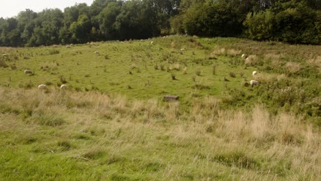 campo de ovejas pastando hierba en la presa de agua de carsington desde el sendero de la presa