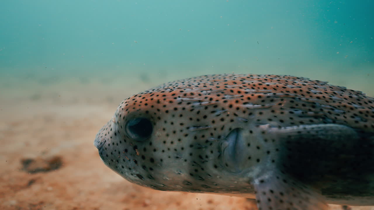 Primo piano di un pesce palla maculato