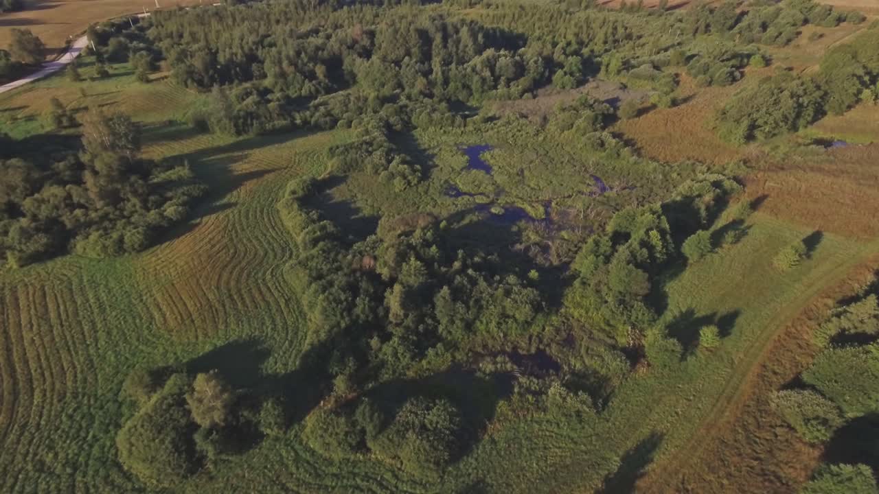 Swampy Area On A Sunny Summer Day. Aerial Flying Forward