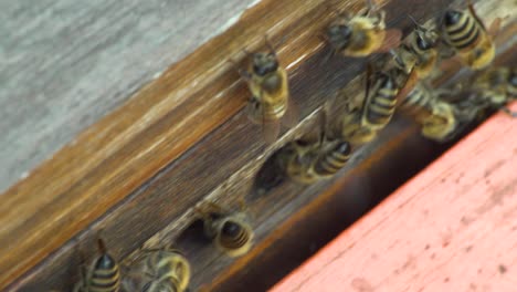 close up of honey bees at the entrance of the hive cleaning or feeding