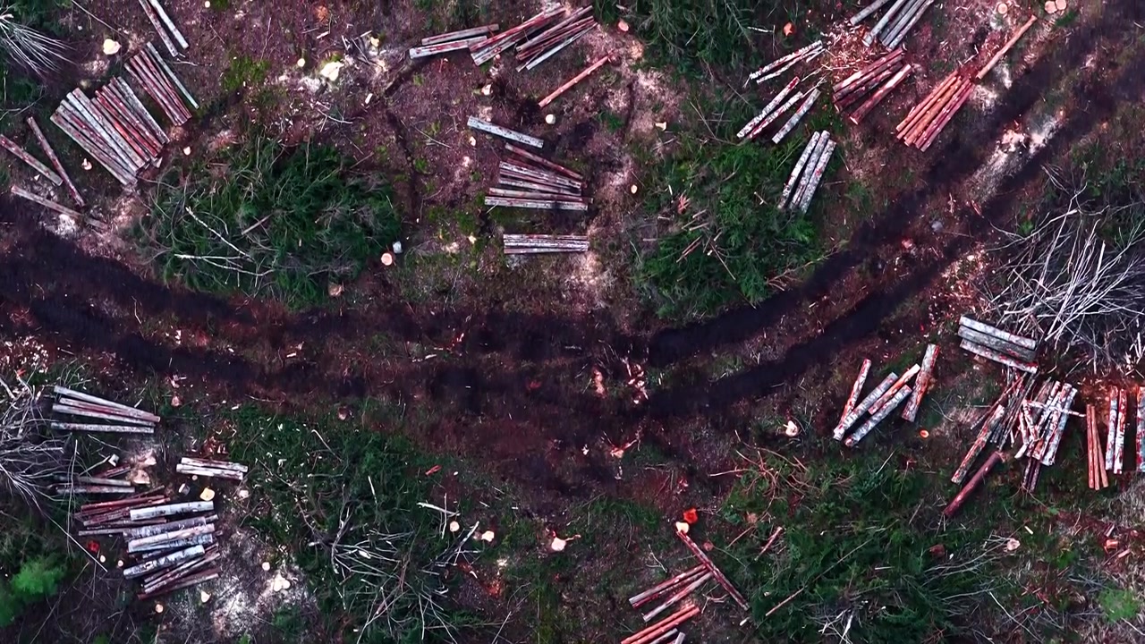 Logging cutting trees for wood during deforestation process showing environmental impact, aerial top view