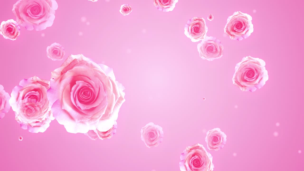 Beautiful spring summer floral background with light pink rose flower randomly moving backdrop