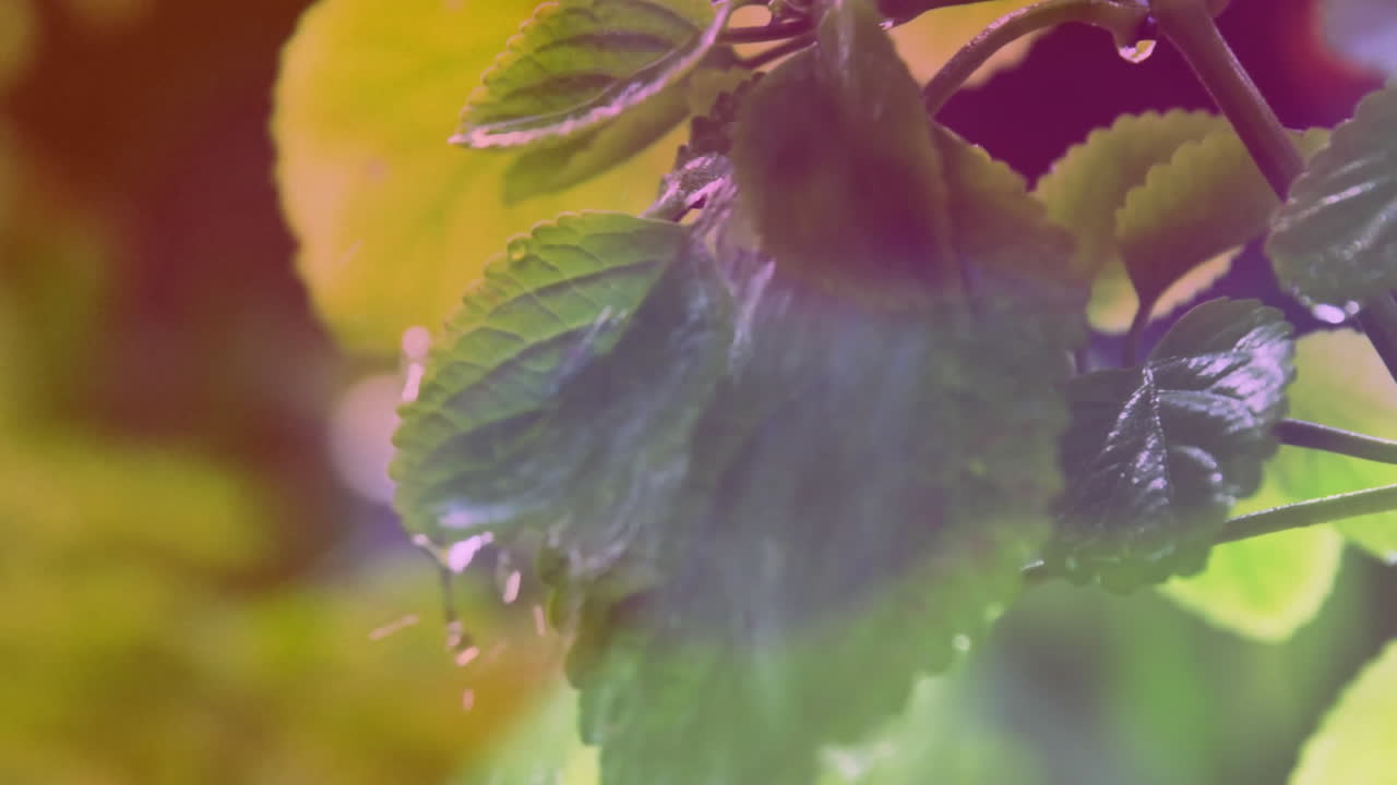 Sunlight filtering through vibrant green leaves, creating soft, natural animation