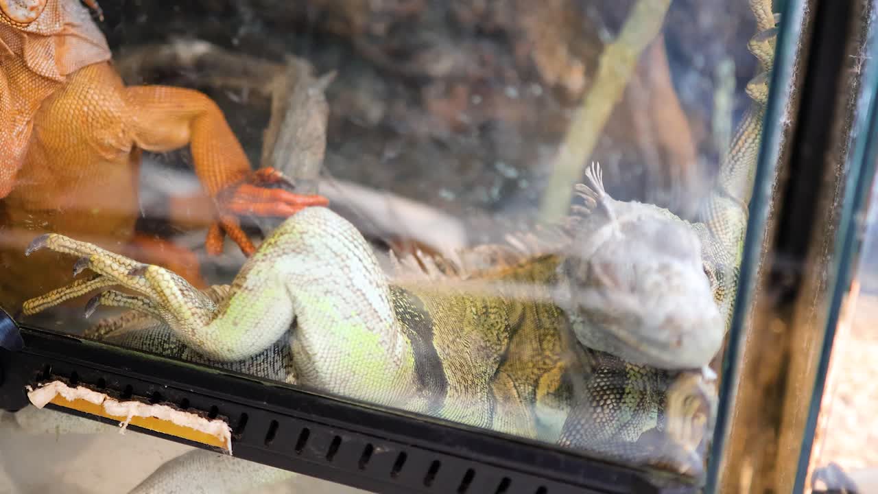 A golden iguana moves inside a glass enclosure, observing its surroundings with curiosity under bright lighting
