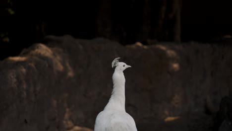 retrato de un pavo real blanco en su hábitat natural