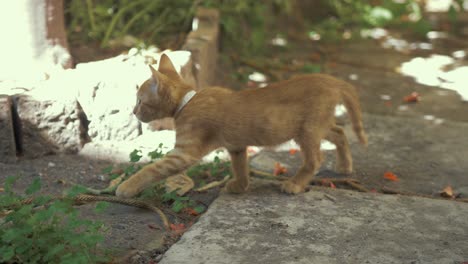 Cute-kitten-walking-searching-in-backyard