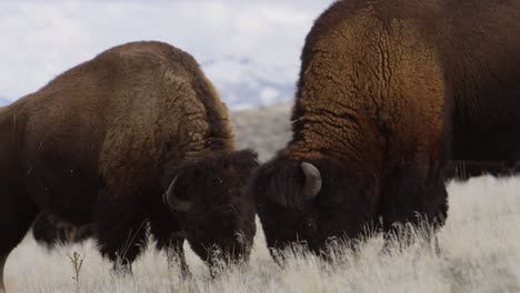 bison grazing close up with amazing mountains background