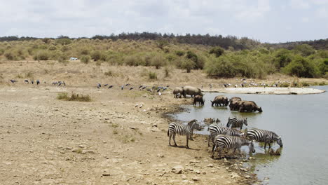 Animales-Bebiendo-En-El-Pozo-De-Agua-En-El-Parque-Nacional-De-Nairobi-En-Kenia