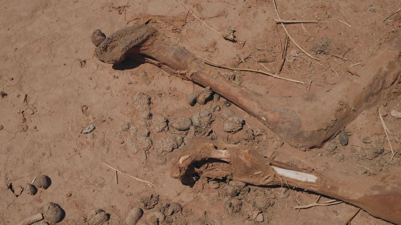 Ossa di cammello secche e sbiancate sparse su sabbia desertica arida e screpolata nel deserto del Sahara in Marocco.