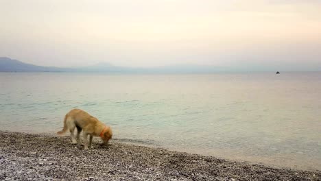 un cachorro feliz jugando con un calcetín en la boca en la playa. un momento gracioso.