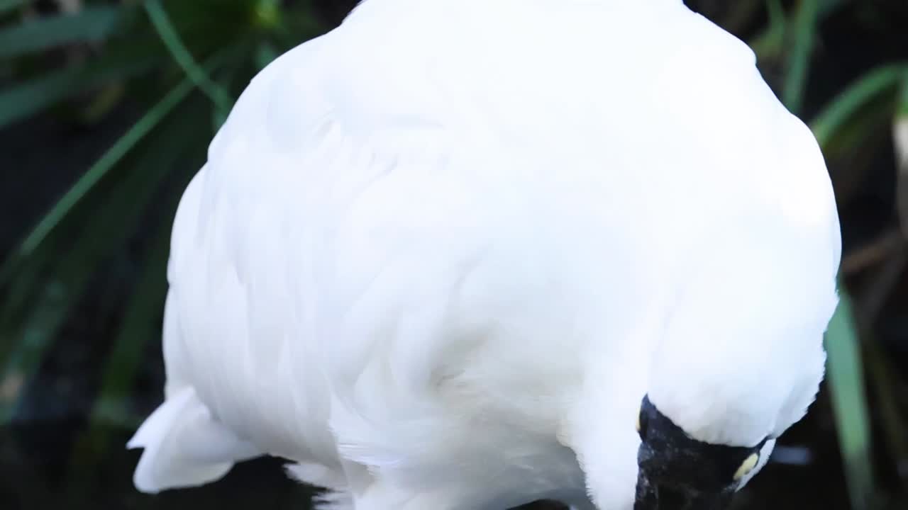 Uma foto detalhada em close-up de uma colhereiro-branco limpando sua plumagem com seu bico singular
