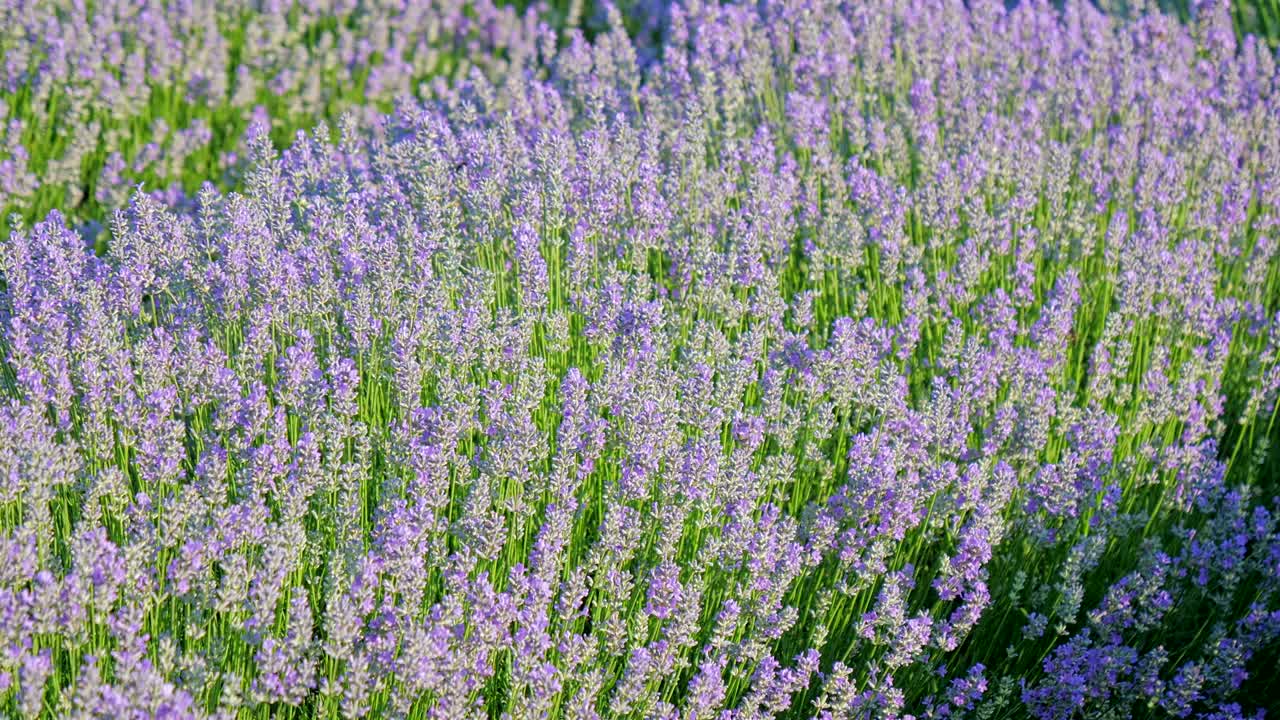 Punto di vista personale di una passeggiata in un campo di lavanda all'alba