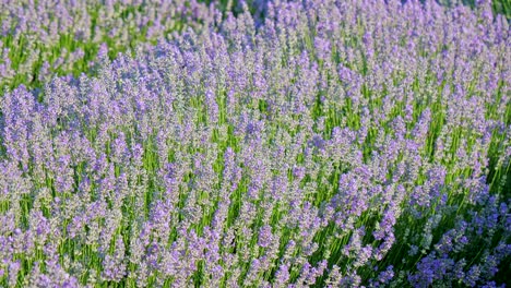 perspectiva personal de la vista de caminar en un campo con plantas de lavanda al amanecer.