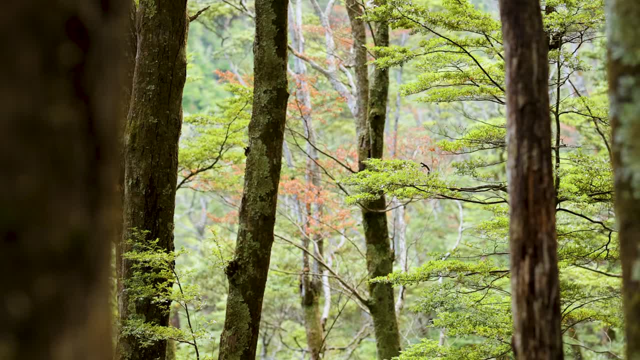 A tranquil forest scene with subtle camera movement, showcasing lush green trees and soft natural lighting