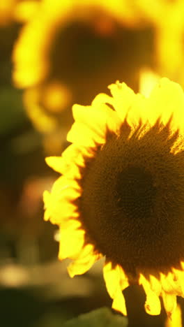 close-up of sunflowers in a field