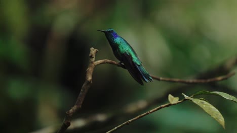 Colibrí-Violetaear-Despegue-Costa-Rica-Selva-Vida-Silvestre