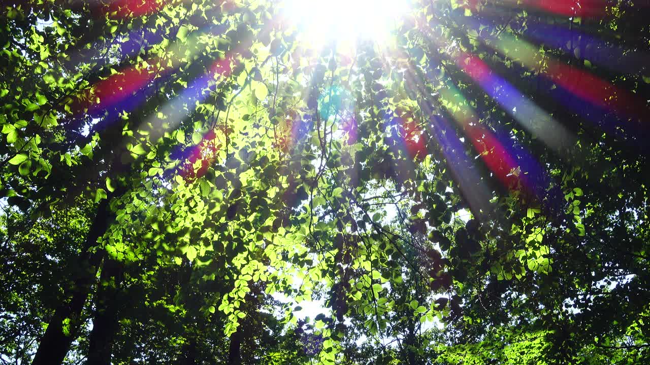 Beams of the sun through leaves of trees