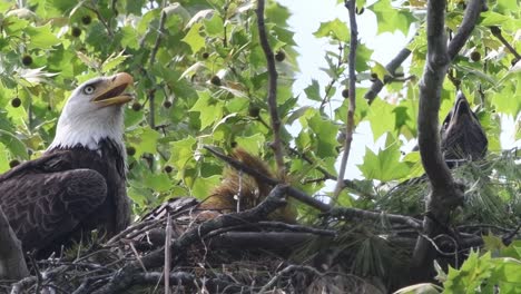 parent and young bald eagle in the nest watching upwards as the female, mother eagle flies over