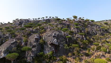 dragon blood trees at firhmin forest on a sunny day in socotra island, yemen