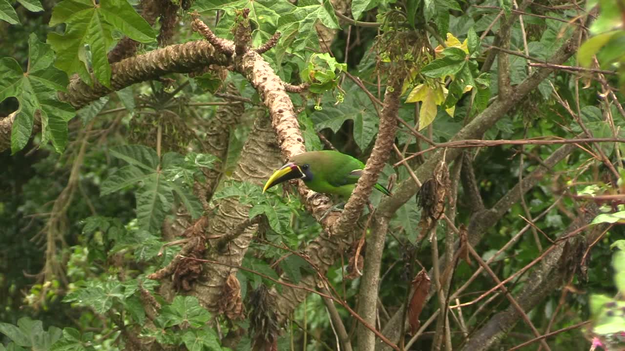 나무 가지 에 앉아서 날아가는 아름다운 초록색 북부 에메랄드 투카네트 - 넓은