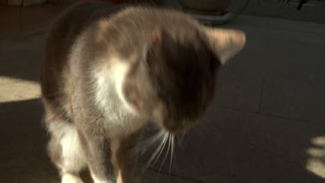 close up of a cat cleaning himself