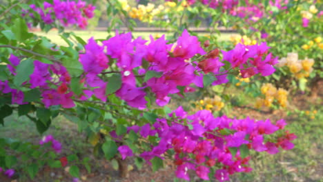 a vivid image of a flourishing pink bougainvillea bush blowing in the soft breeze of goa