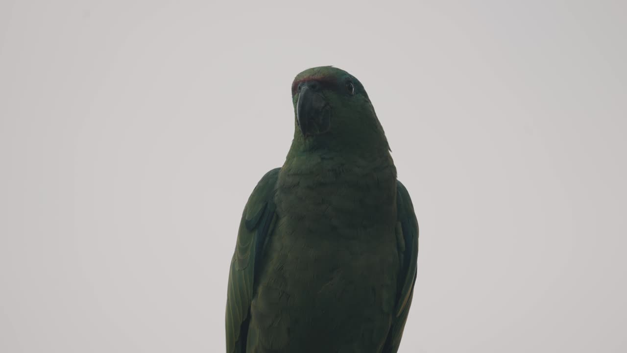 loro amazónico festivo con plumaje verde contra el cielo dramático en ecuador