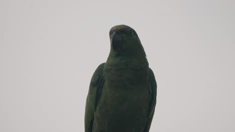 festive amazon parrot with green plumage against dramatic sky in ecuador